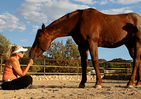 Horse Heart & Connection